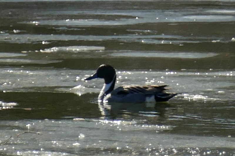 Northern Pintail - ML615347479