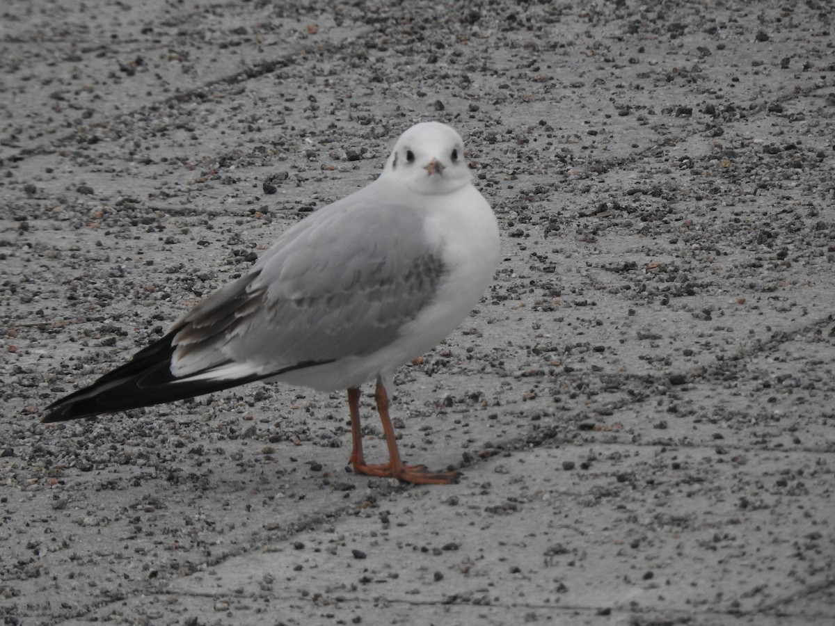 Mouette rieuse - ML615347529