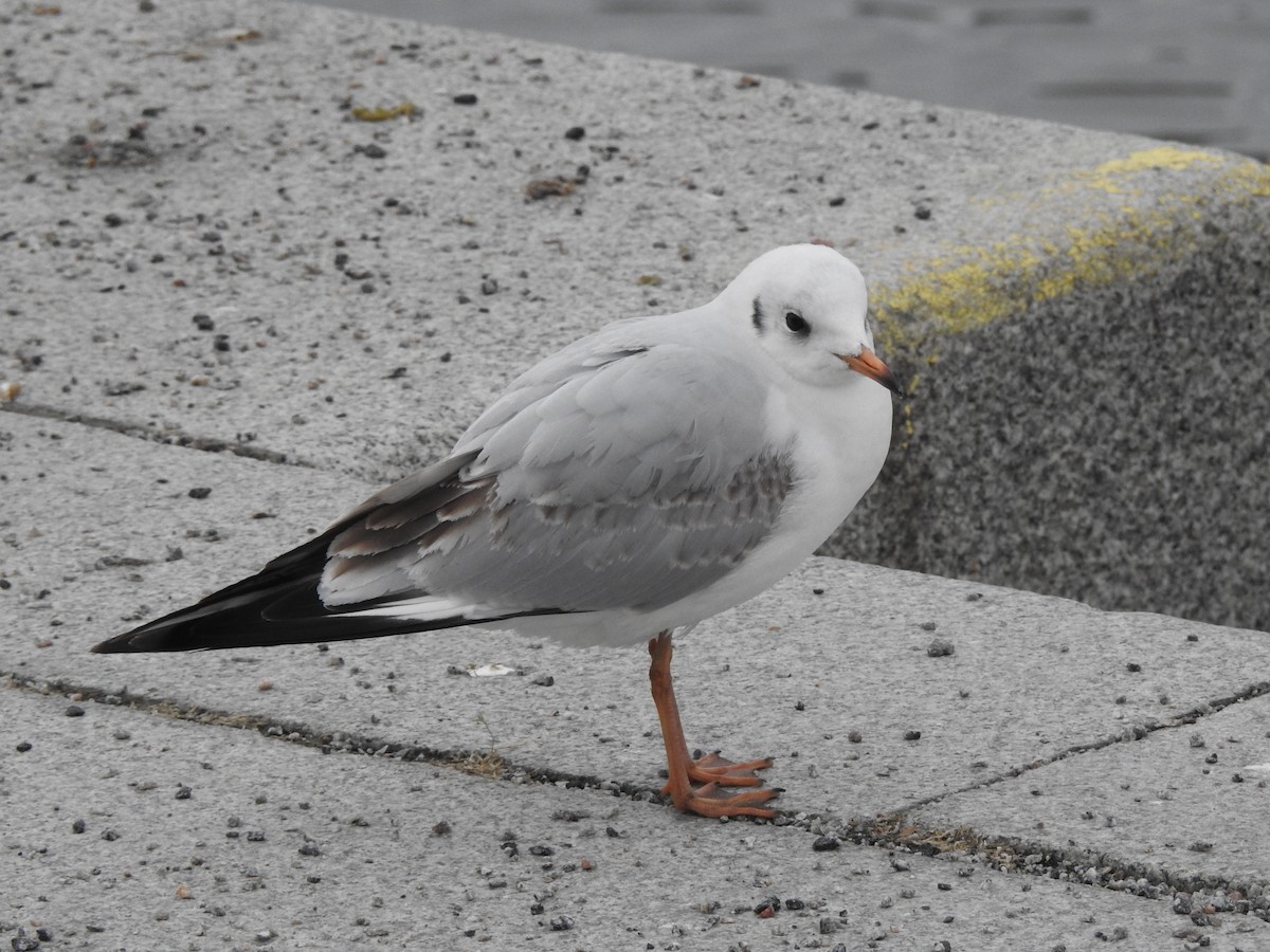 Black-headed Gull - ML615347533