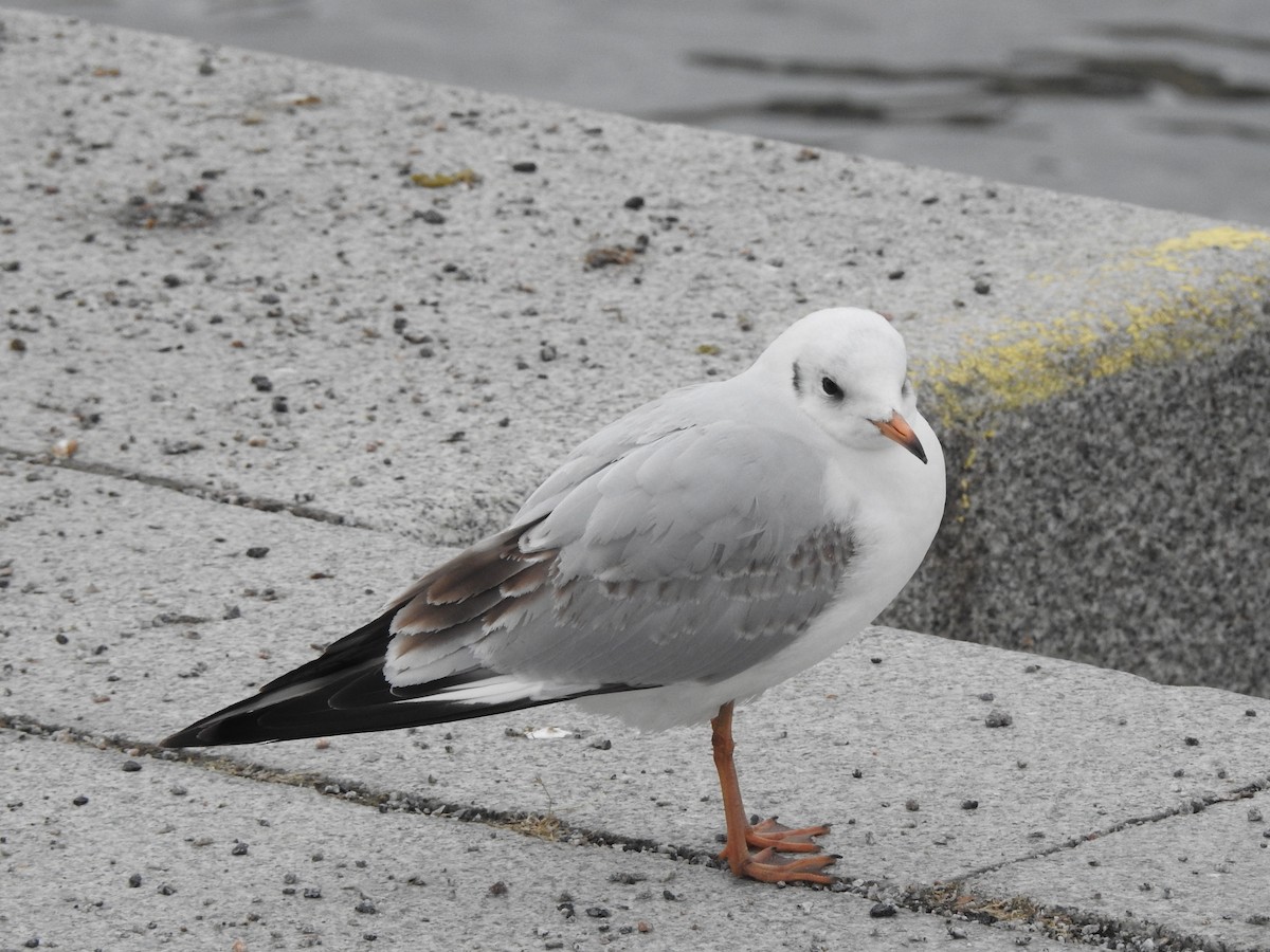 Mouette rieuse - ML615347534