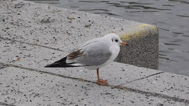 Black-headed Gull - ML615347536