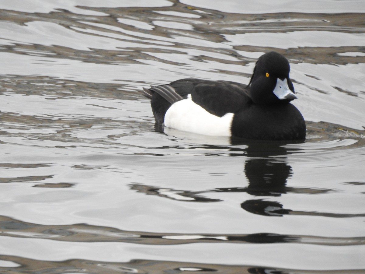 Tufted Duck - ML615347540