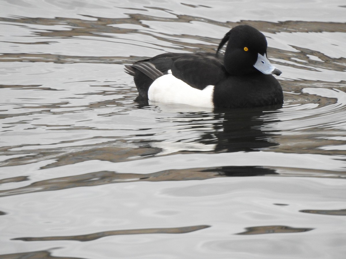 Tufted Duck - ML615347541