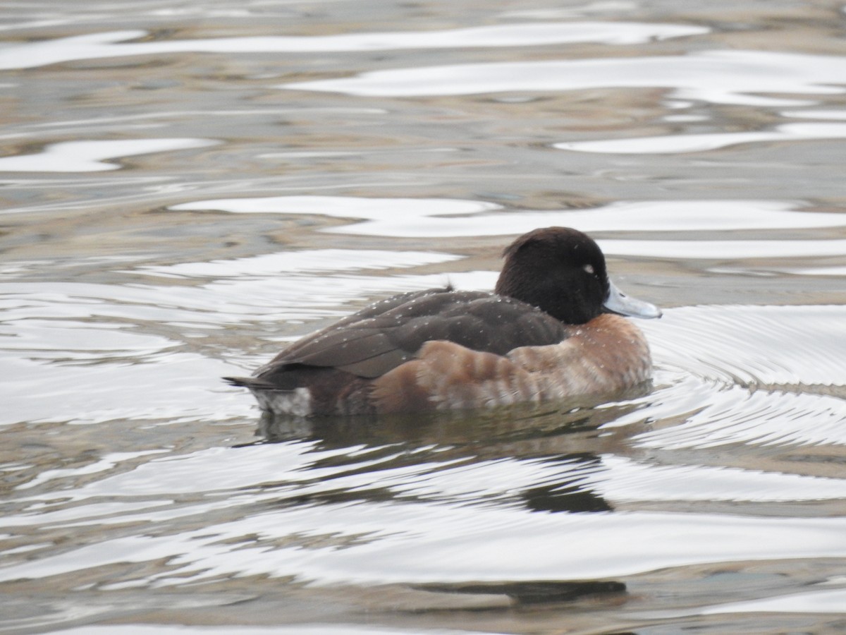 Tufted Duck - ML615347542