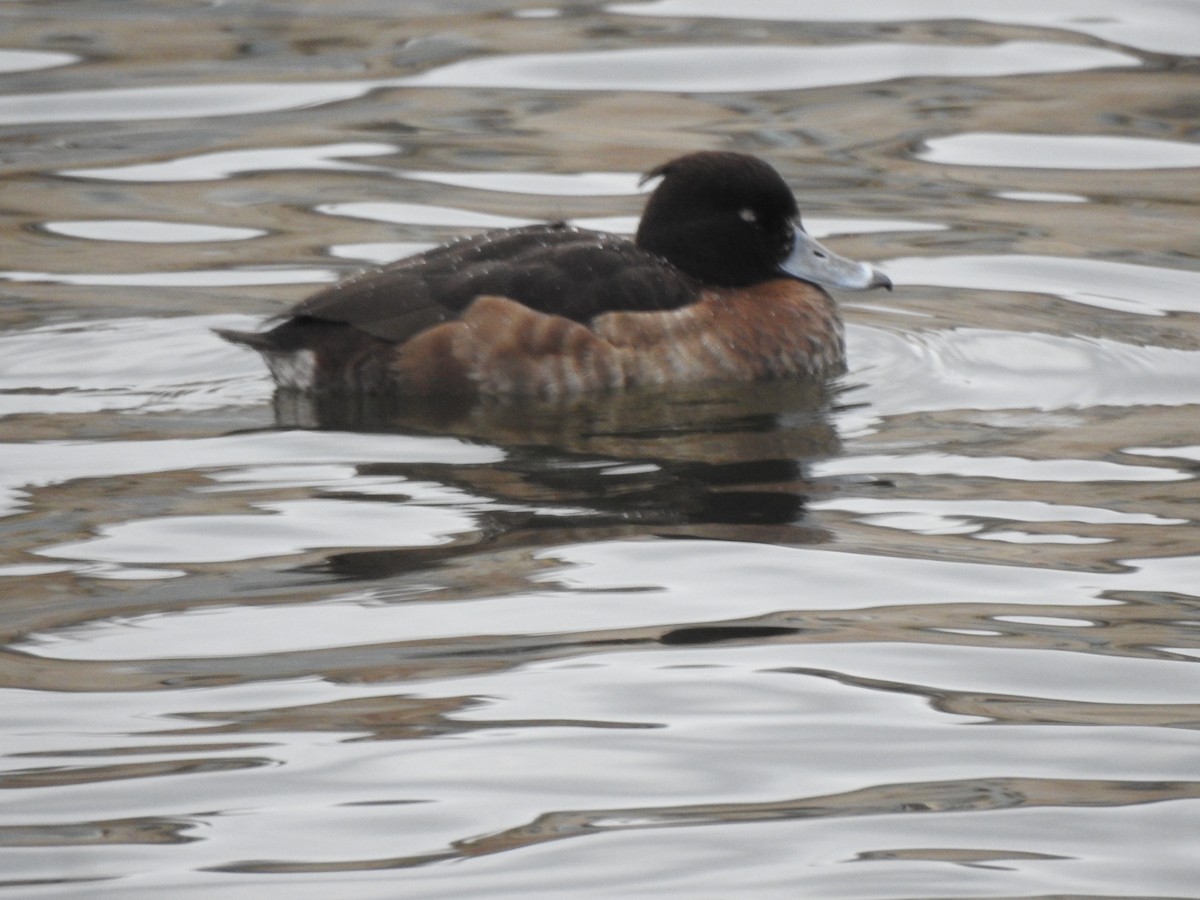 Tufted Duck - ML615347543