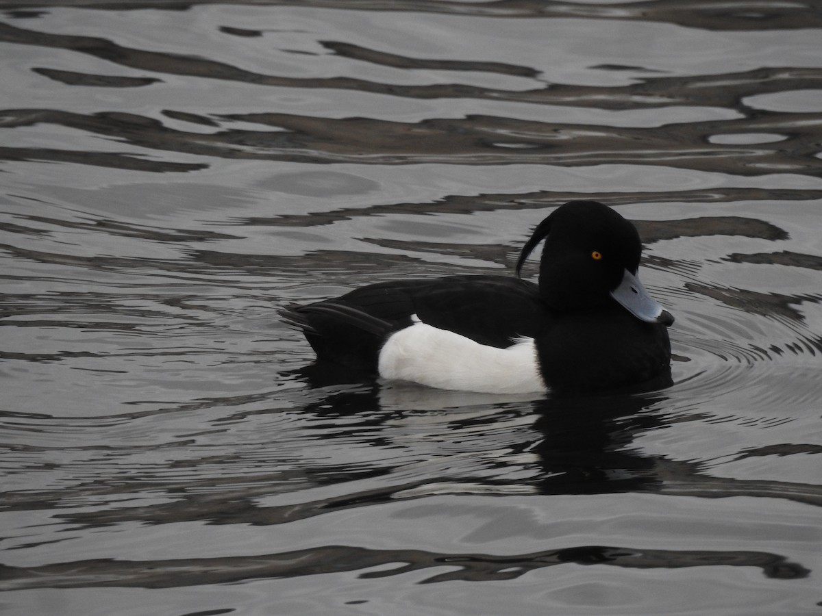 Tufted Duck - ML615347544