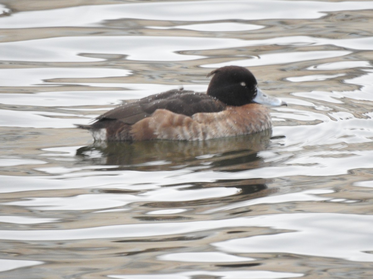 Tufted Duck - ML615347545