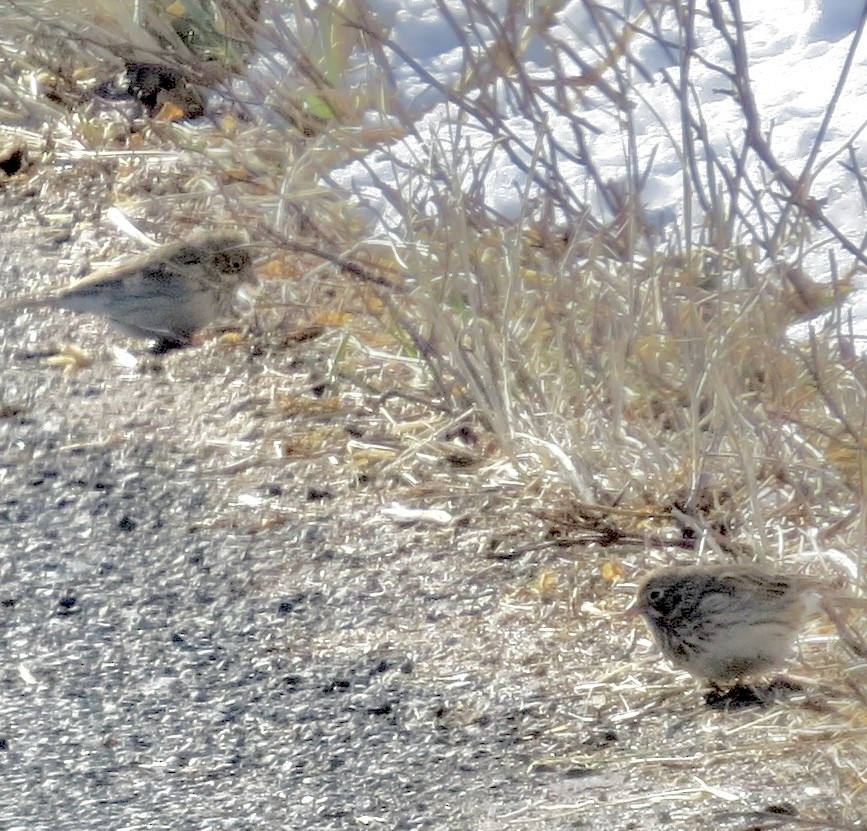 Vesper Sparrow - ML615347547