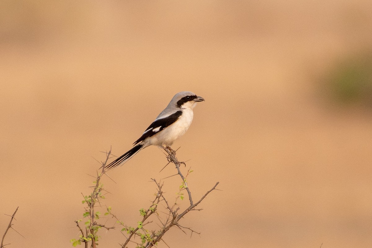 Great Gray Shrike - ML615347550