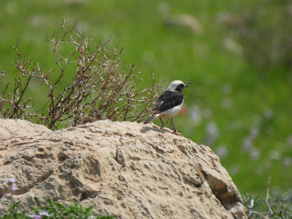 Mourning Wheatear - ML615347556