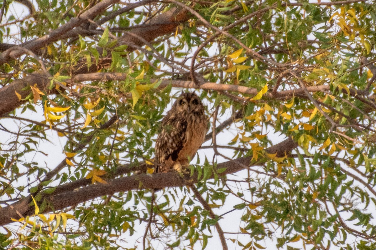 Hibou des marais - ML615347575