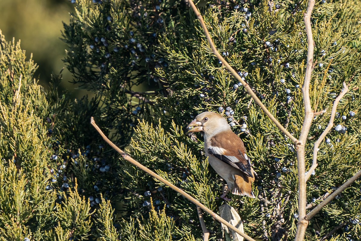 Hawfinch - ML615347582