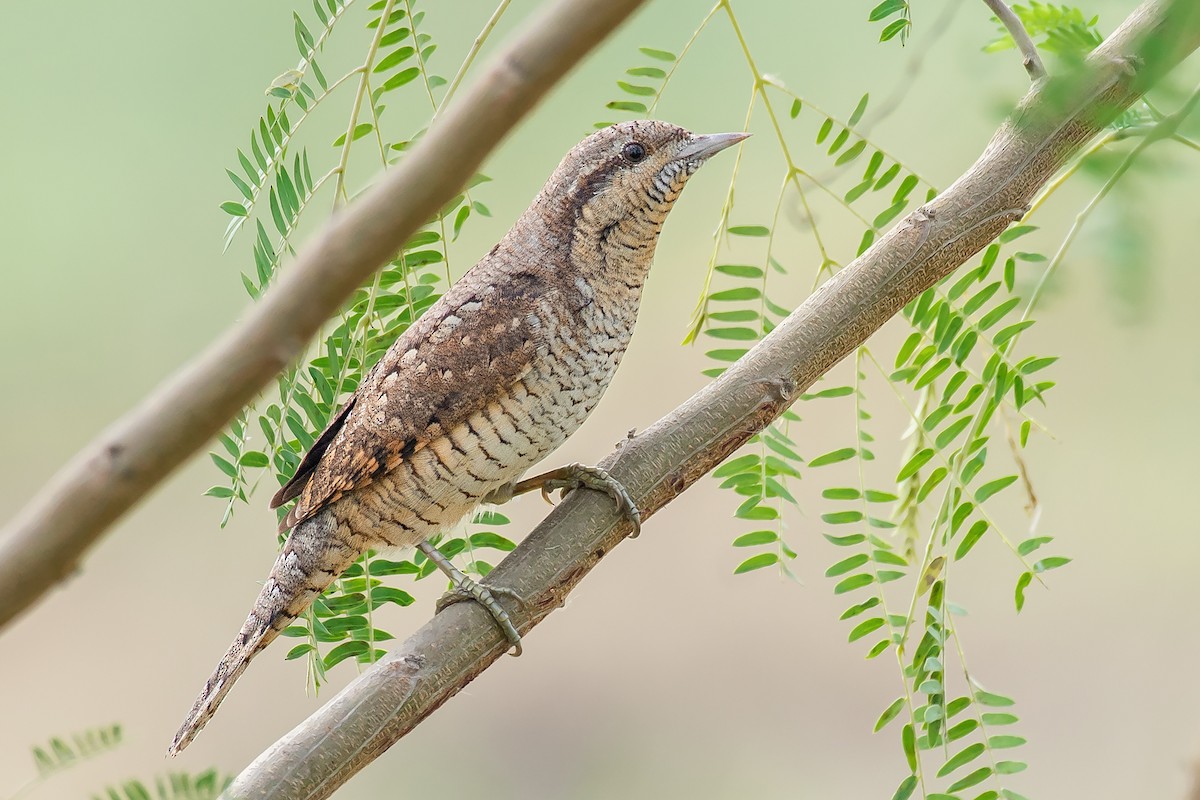 Eurasian Wryneck - ML615347600