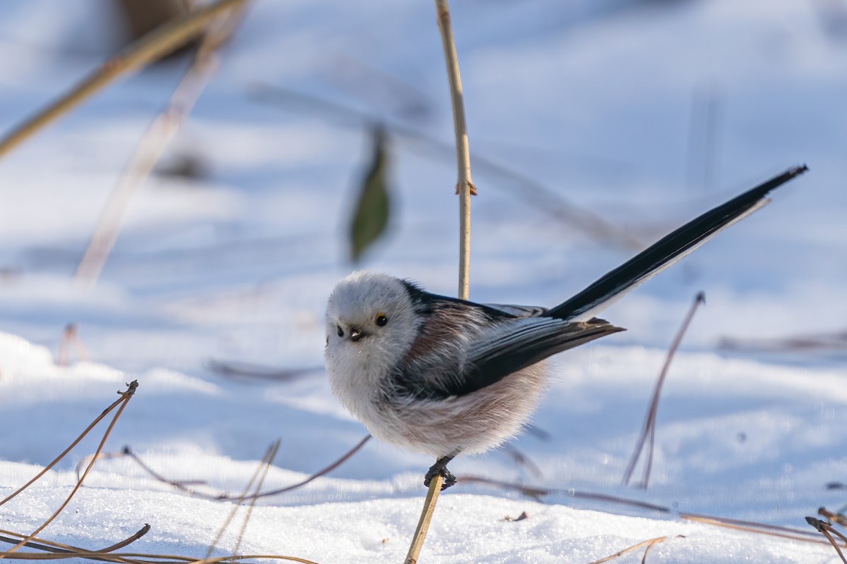 Long-tailed Tit - ML615347633