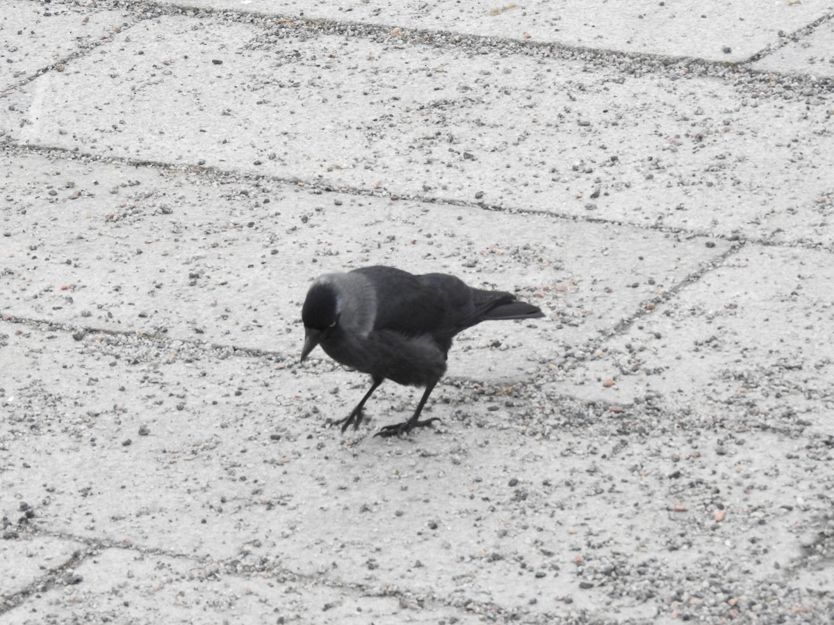 Eurasian Jackdaw - ML615347642