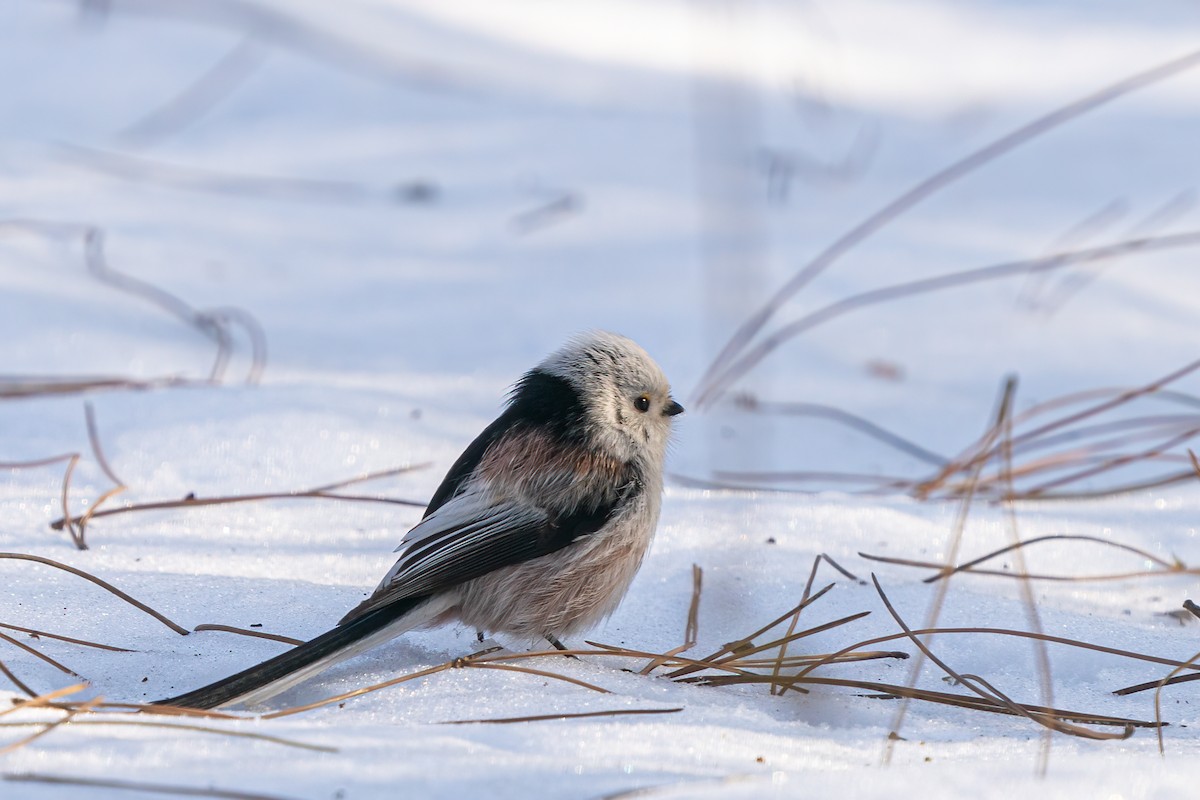 Long-tailed Tit - ML615347652