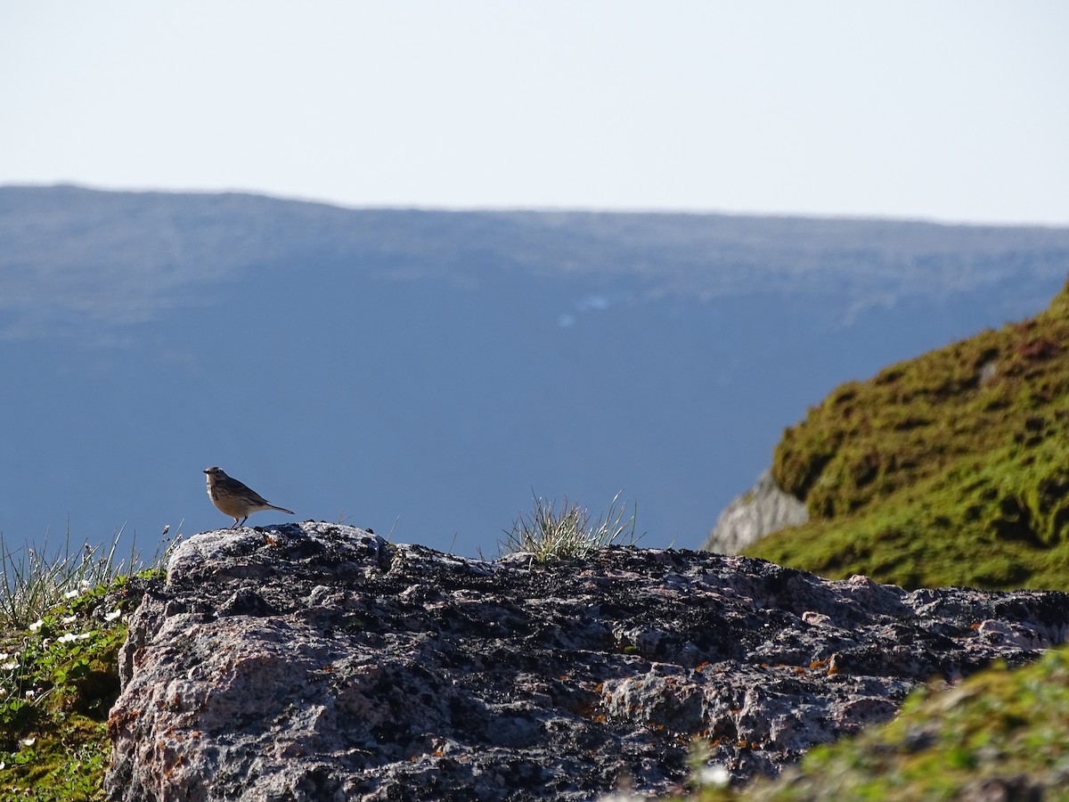 American Pipit - ML615347682