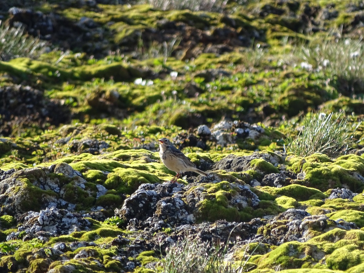 American Pipit - ML615347683