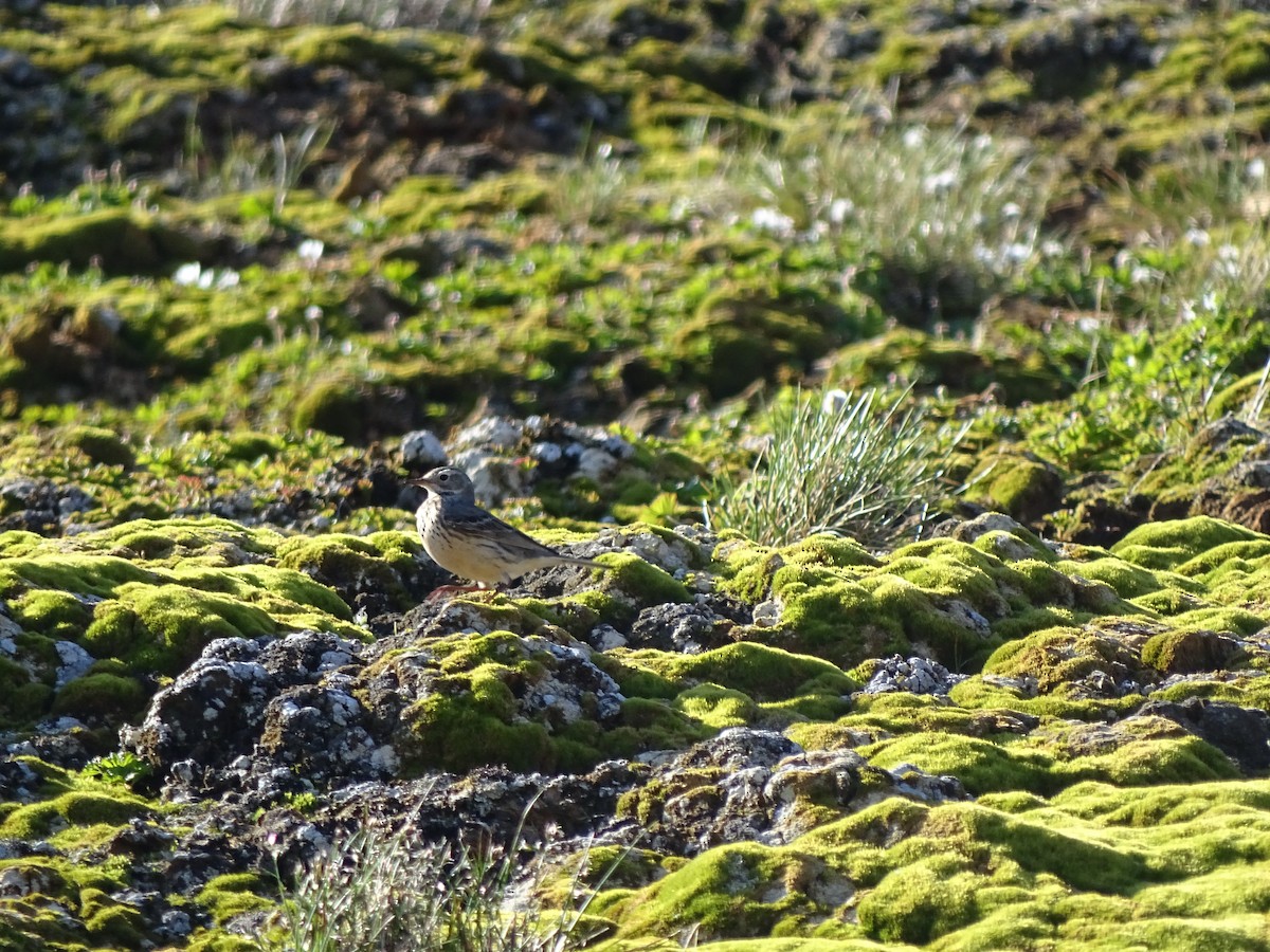 American Pipit - ML615347684