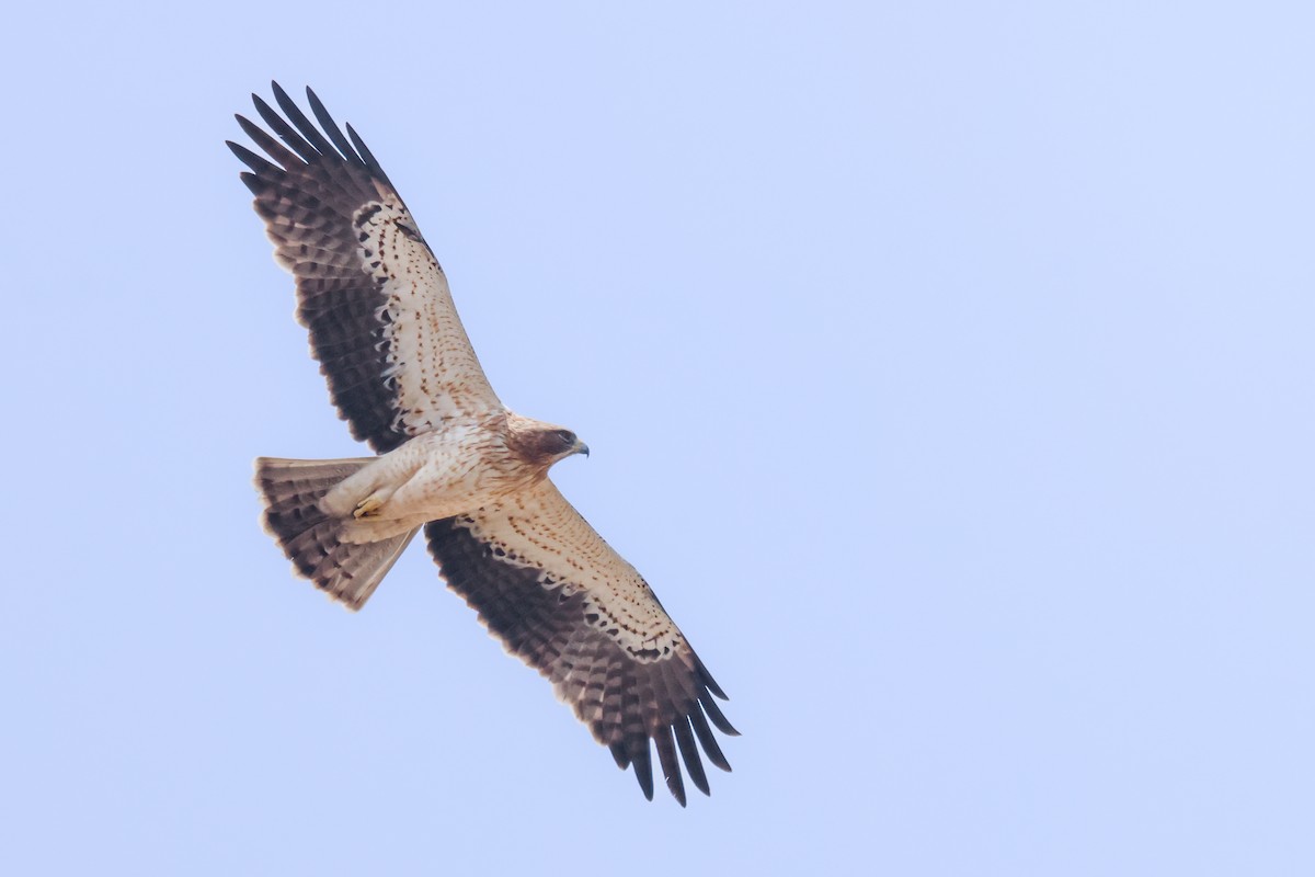 Booted Eagle - ML615347705