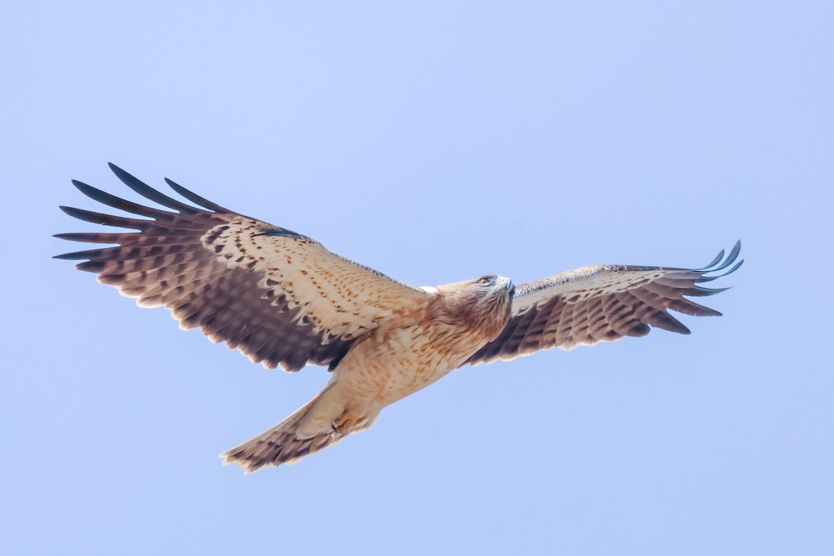 Booted Eagle - ML615347706