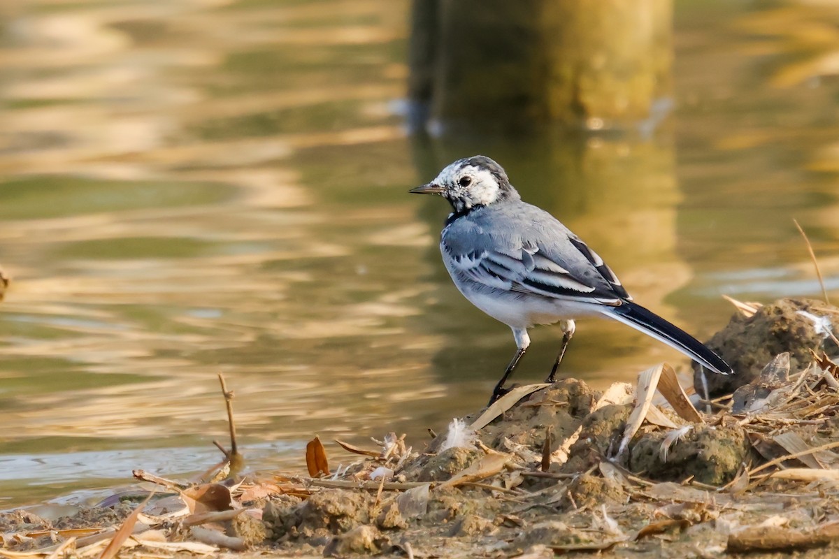 White Wagtail - ML615347711