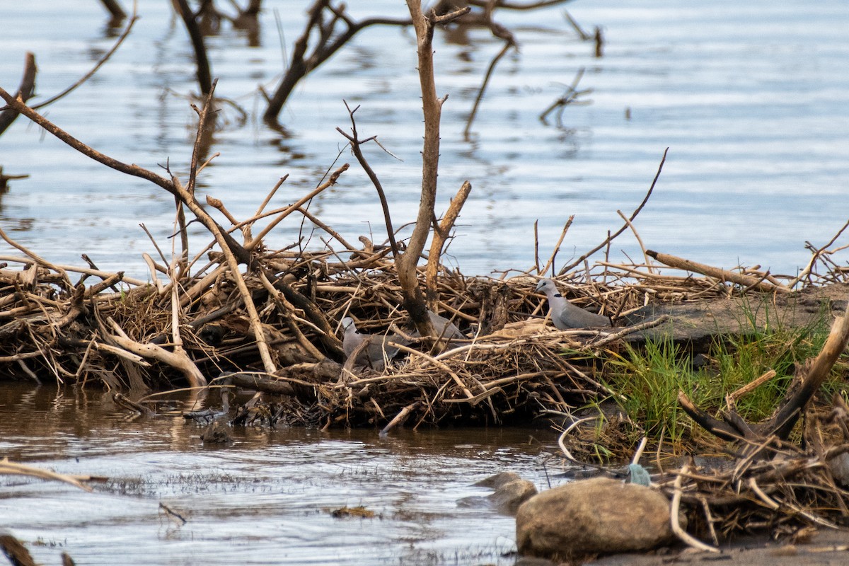 Ring-necked Dove - ML615347732