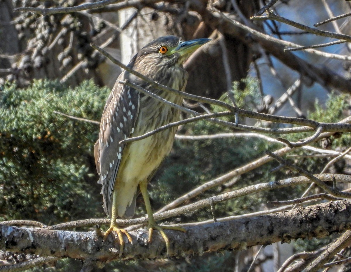 Black-crowned Night Heron - ML615347745