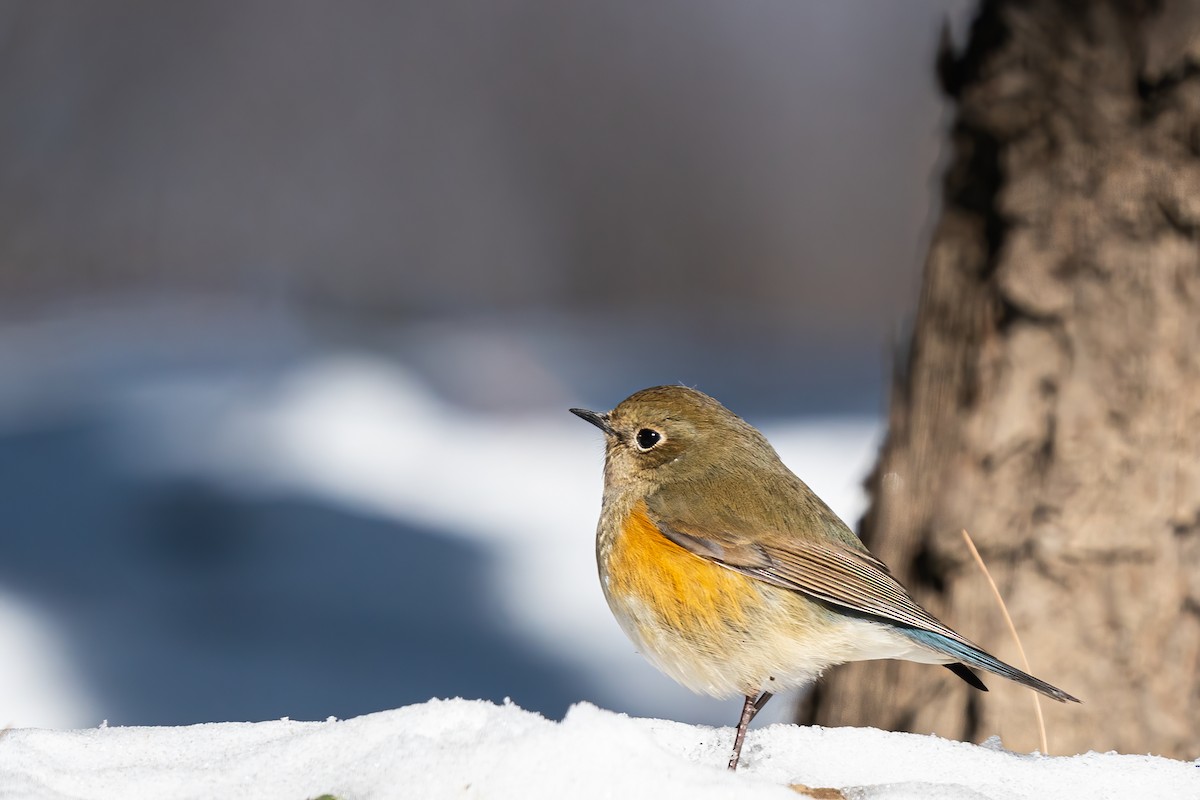 Red-flanked Bluetail - ML615347758