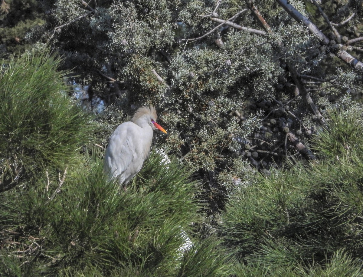 Western Cattle Egret - ML615347766