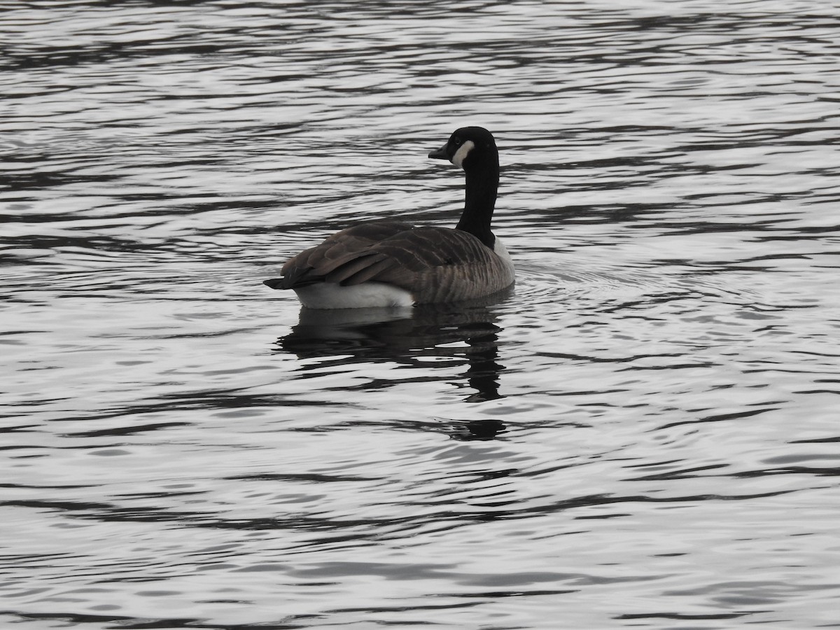 Canada Goose - ML615347770