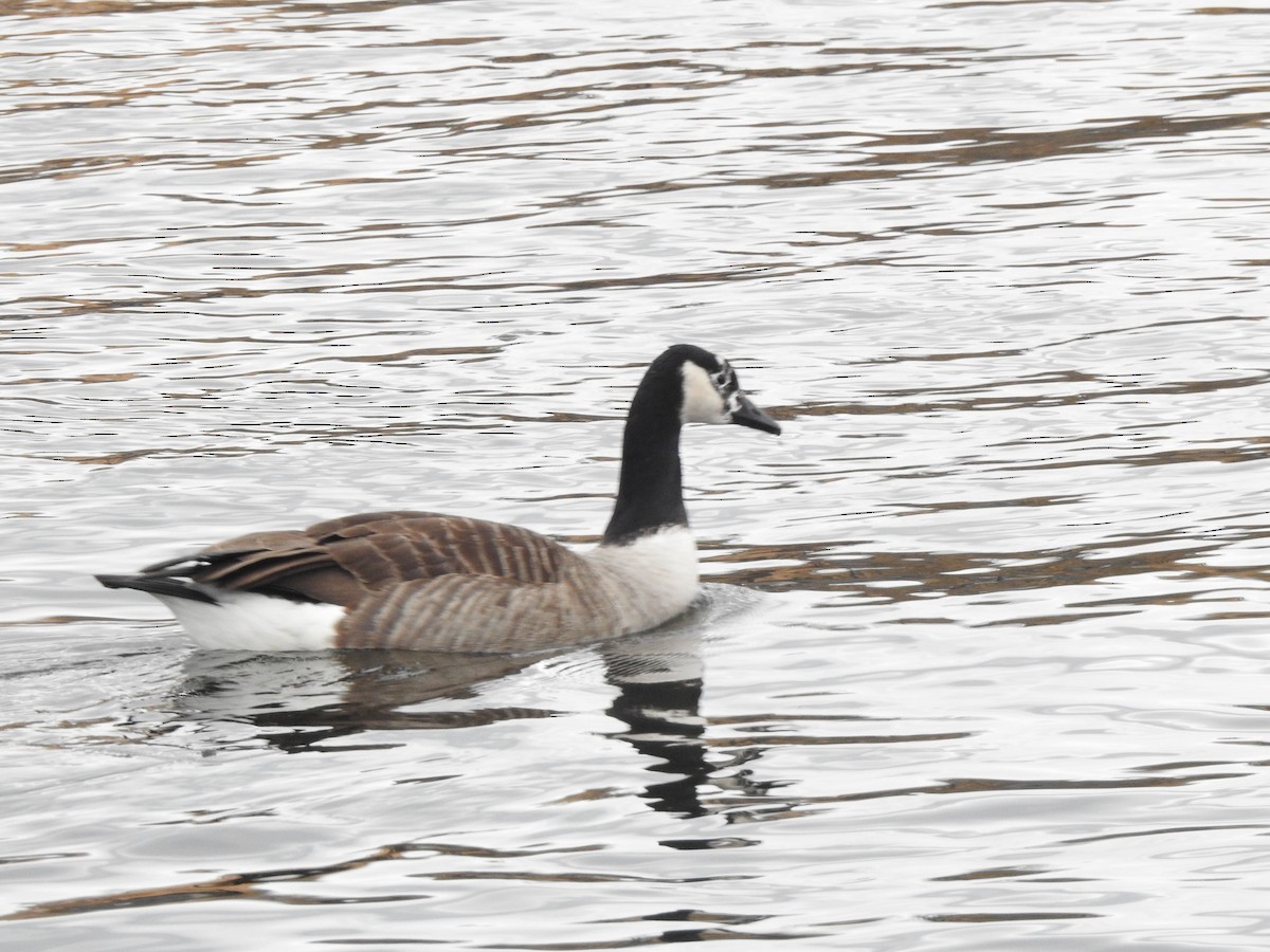 Canada Goose - ML615347771