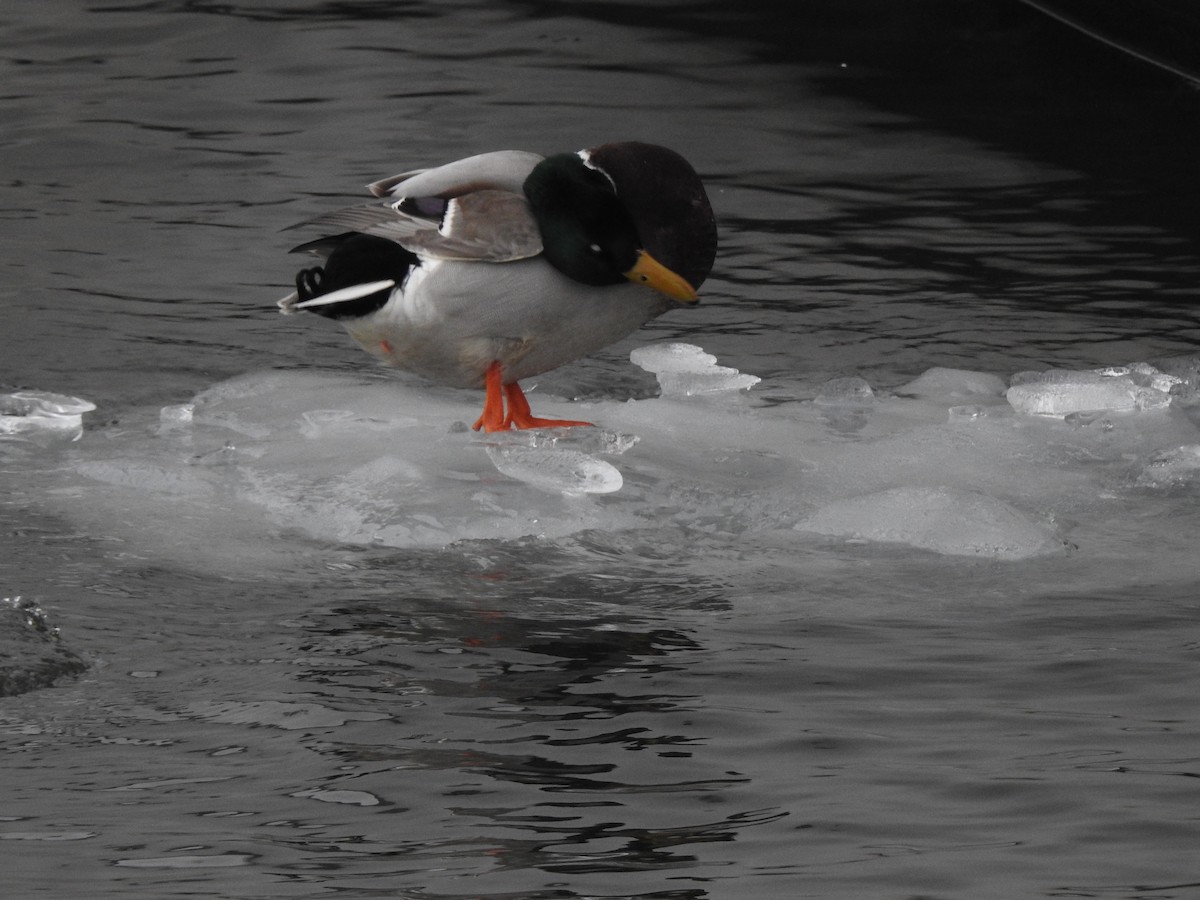 Canard colvert - ML615347774