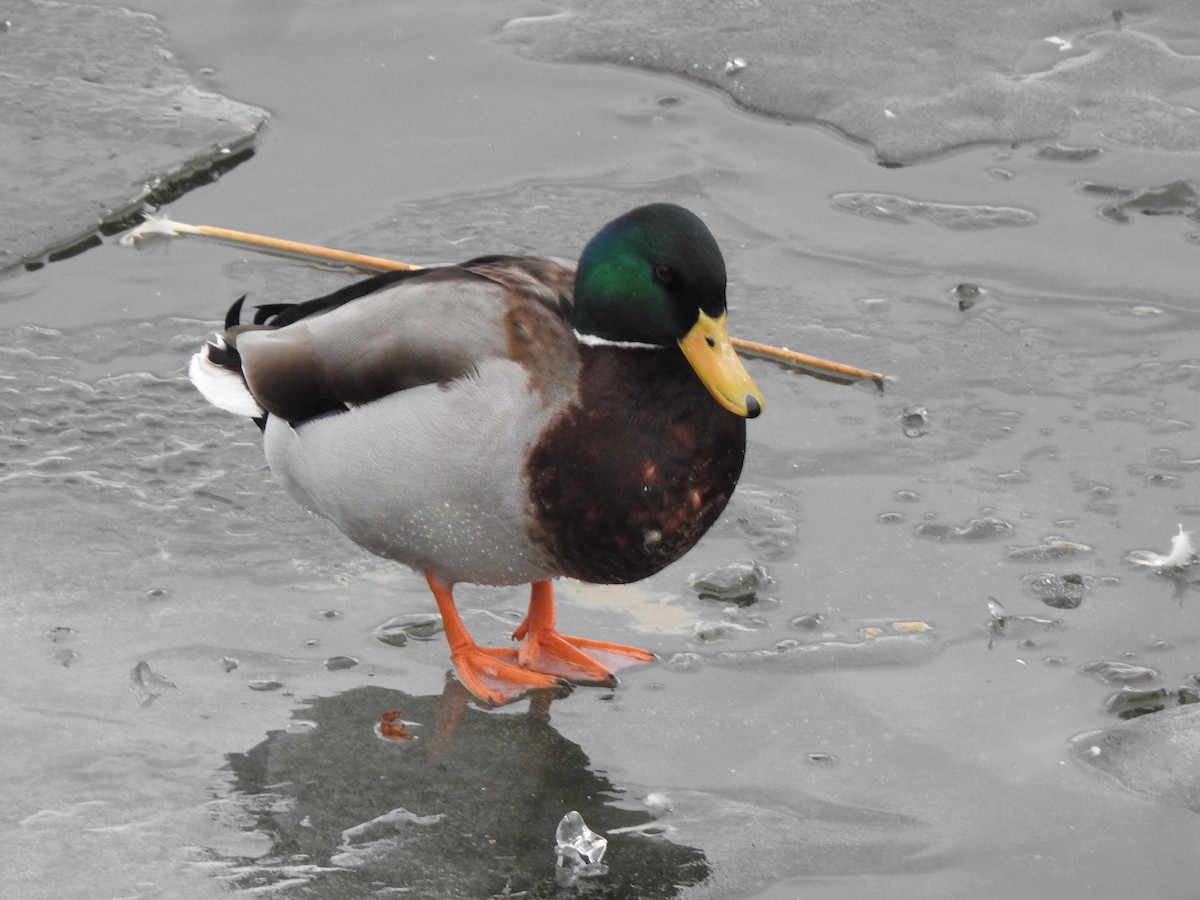 Canard colvert - ML615347776