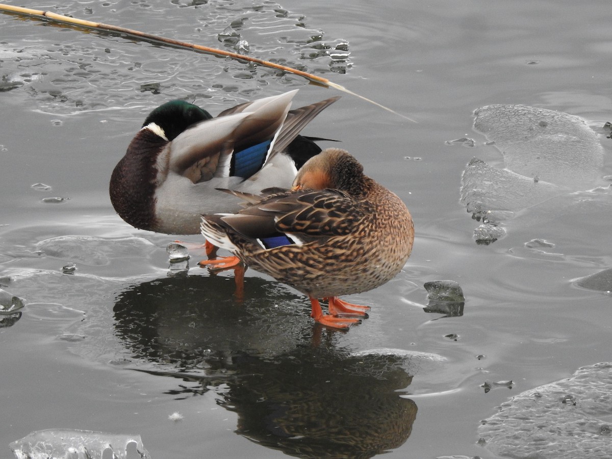 Mallard - Francis D'Souza