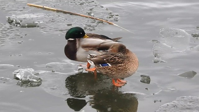 Canard colvert - ML615347780