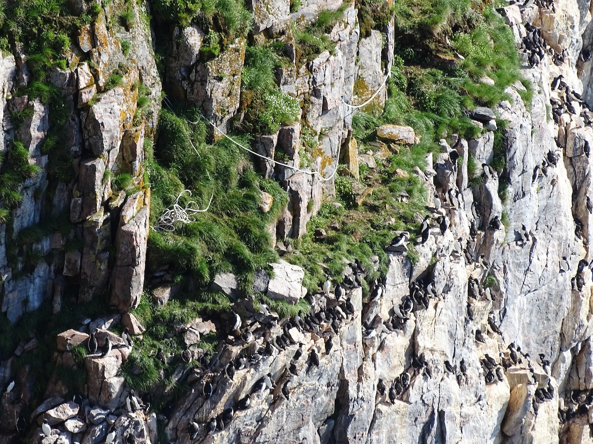 Thick-billed Murre - ML615347801