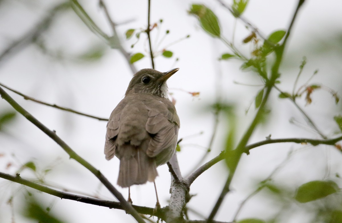 Gray-cheeked Thrush - ML61534781