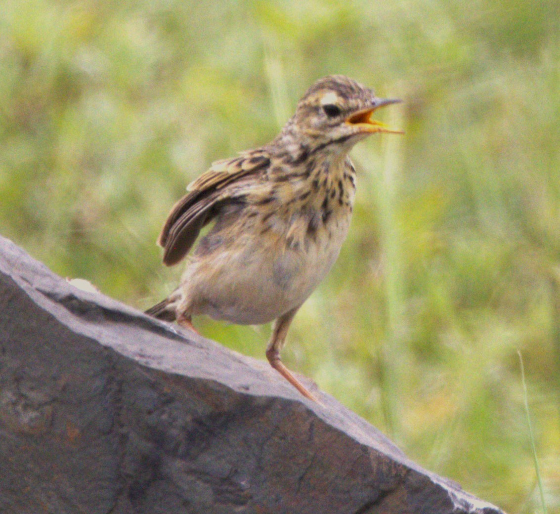 African Pipit - ML615347823