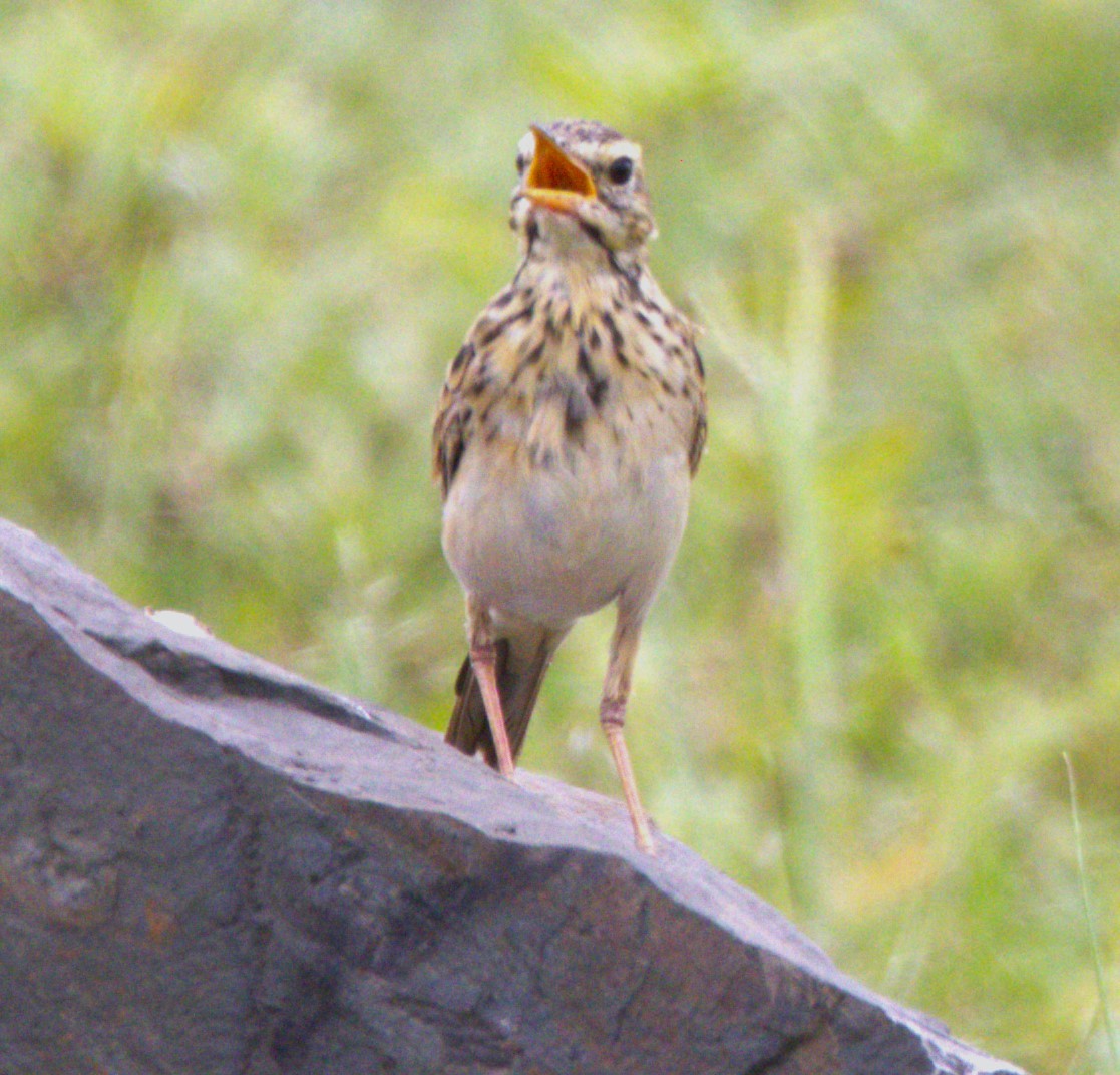 African Pipit - ML615347835