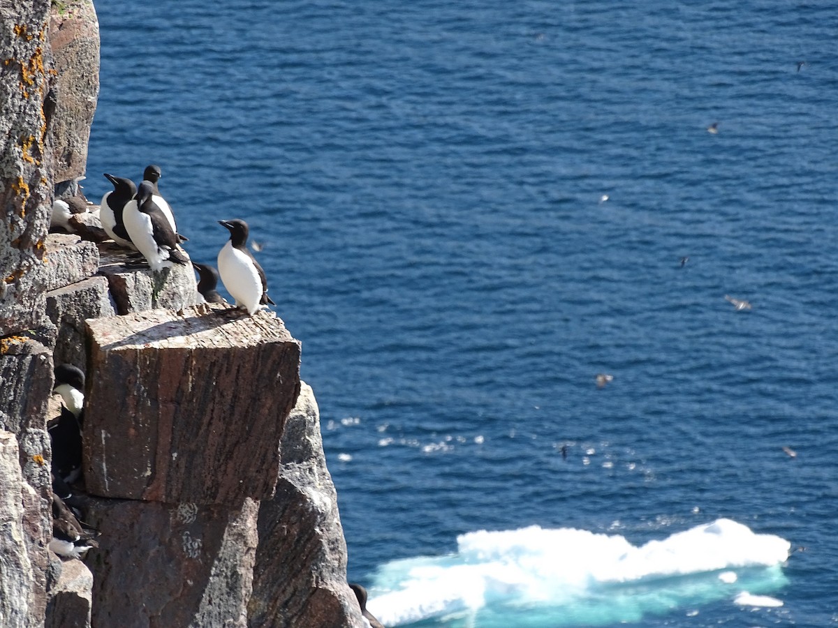 Thick-billed Murre - ML615347852