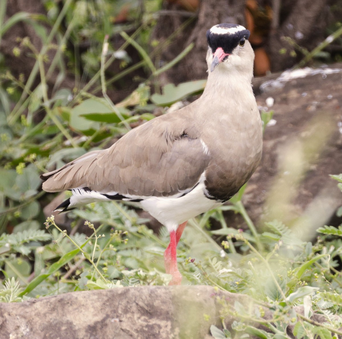 Crowned Lapwing - ML615347869
