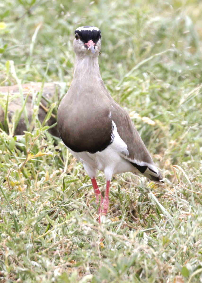 Crowned Lapwing - ML615347878