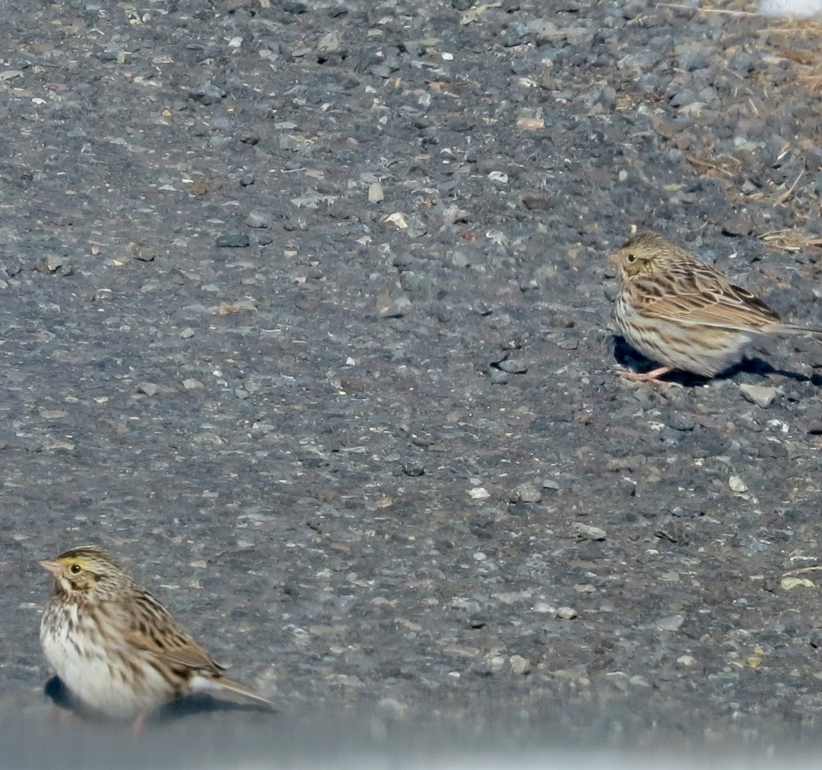 Savannah Sparrow - Barb Matthews