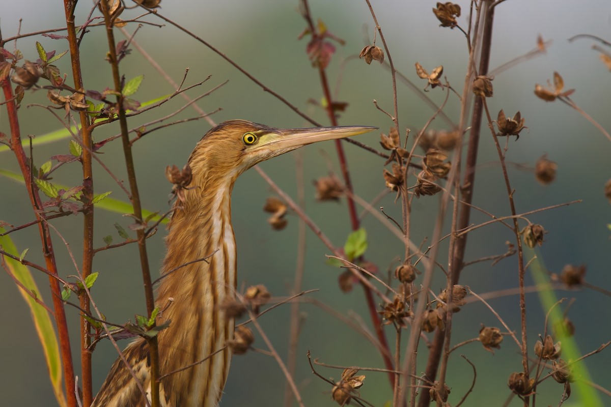 Yellow Bittern - ML615347935