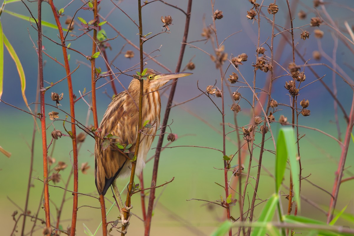 Yellow Bittern - ML615347936