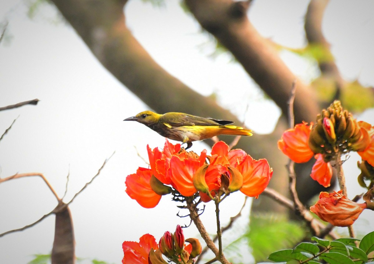 Indian Golden Oriole - ML615347969
