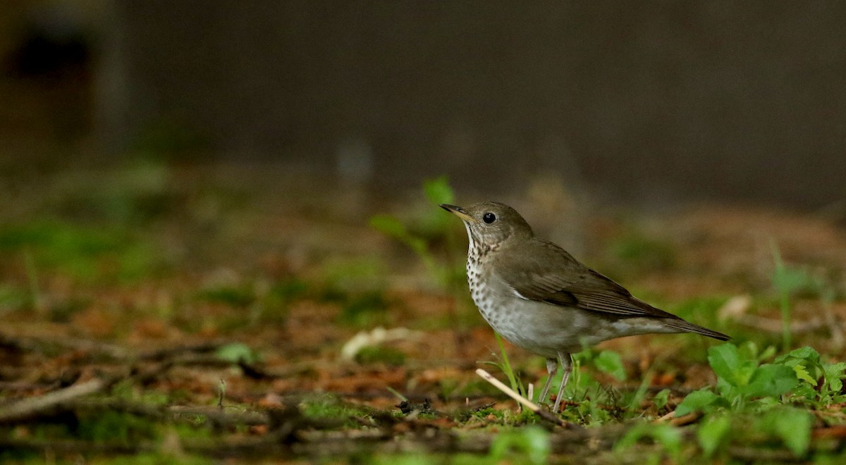 Gray-cheeked Thrush - Jay McGowan