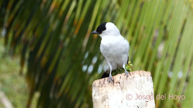 Black-crowned Tityra - ML615348036