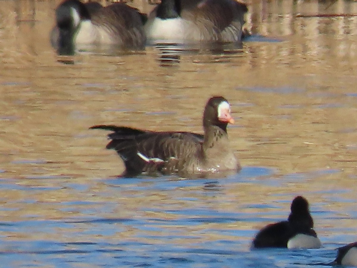 Greater White-fronted Goose - ML615348051